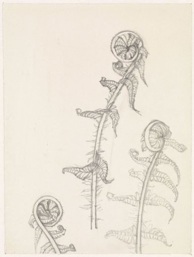 Three studies of a curled fern leaf