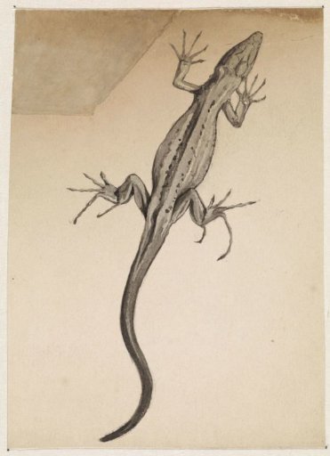Lizard