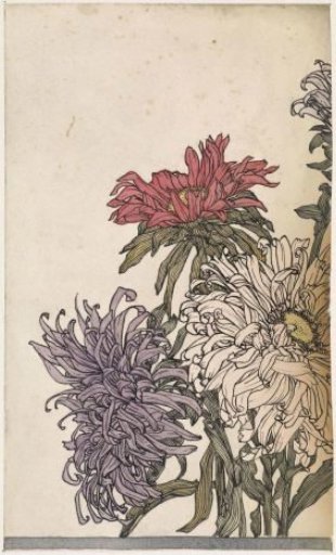 Chrysanthemums