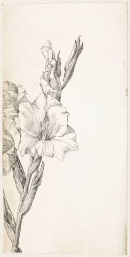 Gladiolus