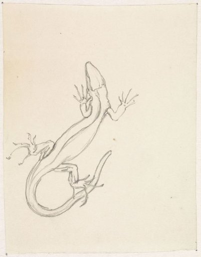 Lizard