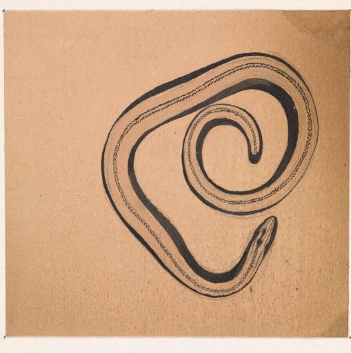 Slow Worm