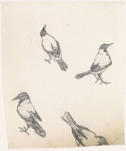 Four sketches of a magpie