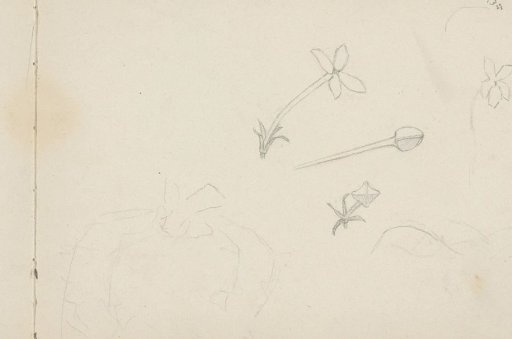 Flowers, in Bloom and in Bud