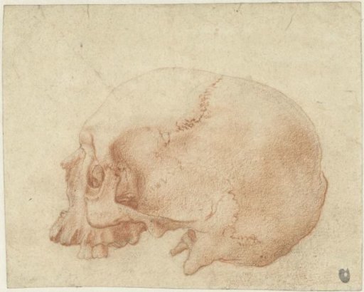 Study of a skull