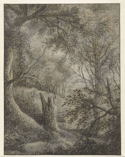 Forest View with a Broken Tree