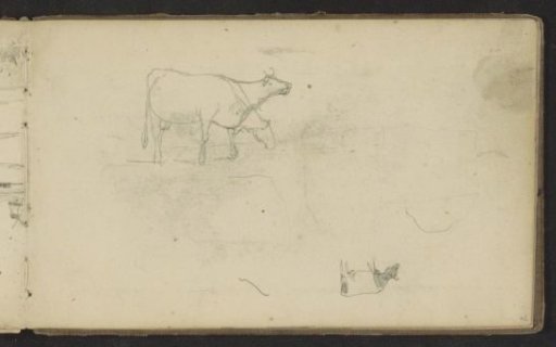 Cows
