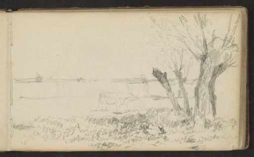 Cow in a meadow with pollard willows