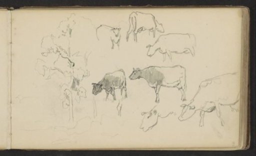 Study sheet with cows and a tree