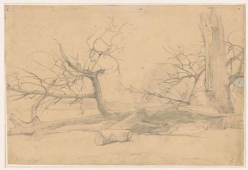 Broken tree lying on the ground