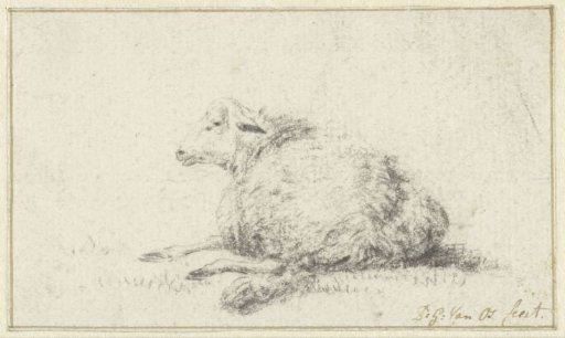 Reclining Sheep, from an Angle from Behind