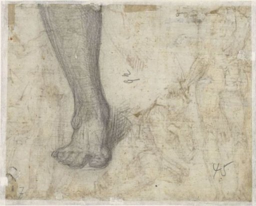 Foot, seen from the front