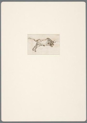 Bull in gallop in the attack