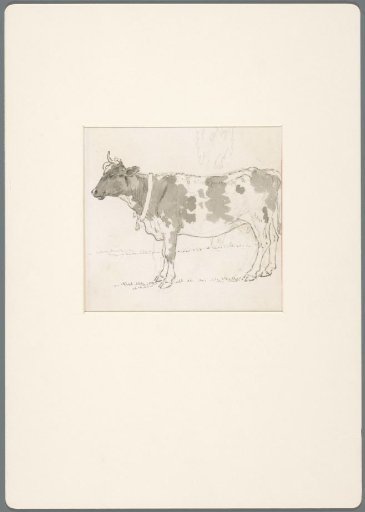 Standing cow, with a bell around its neck
