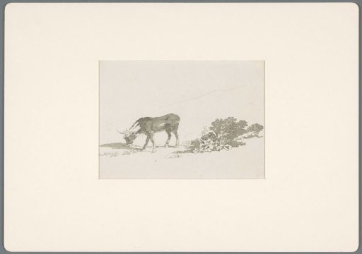 Grazing calf among plants