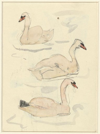 Three Swans in Water