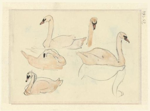 Four Swans and a Swan's Head