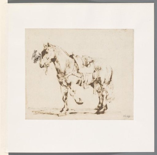 Study of a horse's eye