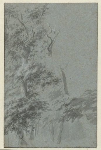 Forest View