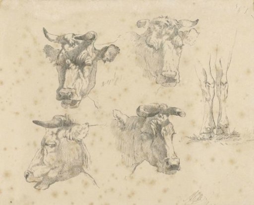 Study Sheet with Four Cow Heads and the Legs of a Cow