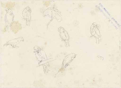 Studies of Parrots