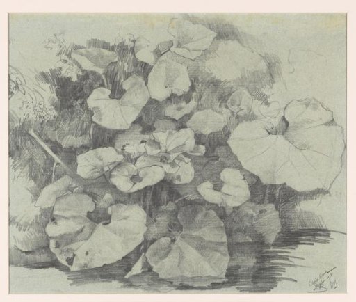 Water plants