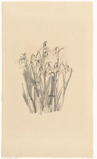 Snowdrops