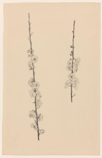 Blossoming Prunus branches