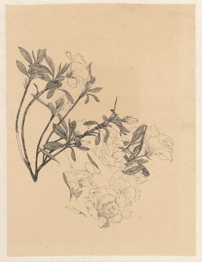 Branches of flowering Azalea