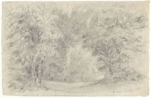View in a forest