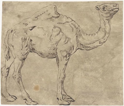 Dromedary