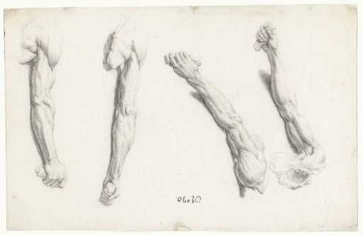 Four Studies of an Amputated Human Right Arm