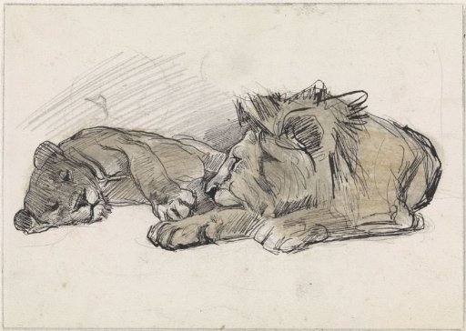 Lying lion and lioness
