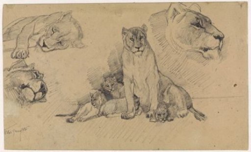 Study sheet with lions and cubs