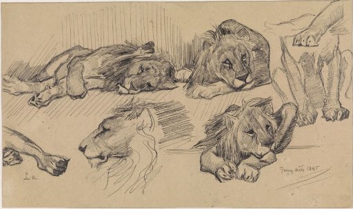 Study sheet with lions