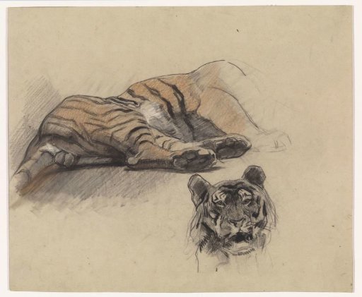 Lying tiger, and head of a tiger