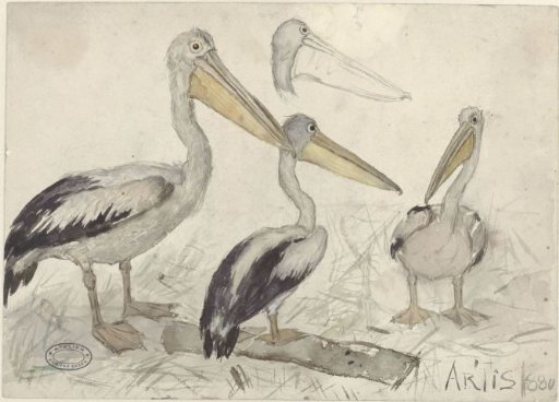Pelicans in Artis Zoo