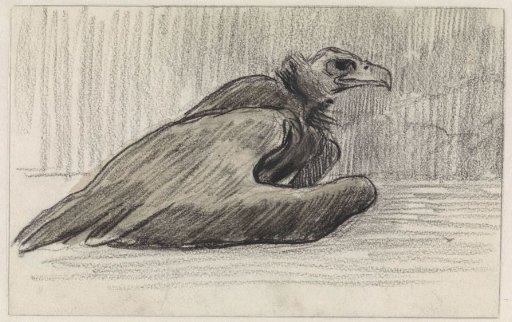 Sitting vulture, facing right