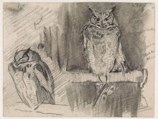 Two studies of an owl