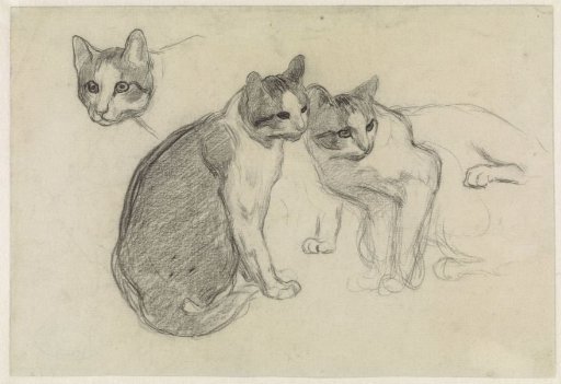 Study sheet with cats