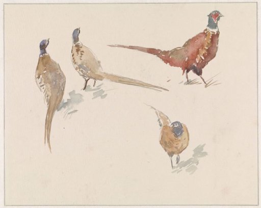 Four pheasants