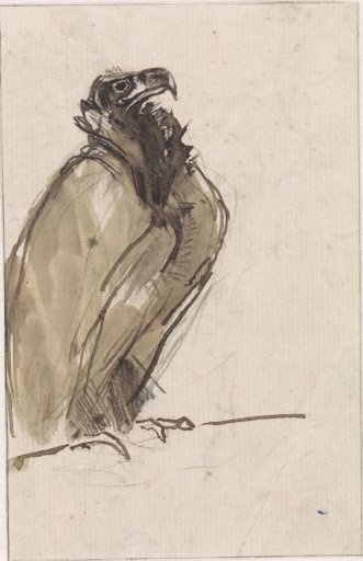 Vulture, sitting on a branch