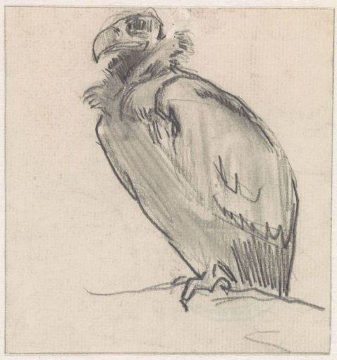 Sitting vulture, facing left