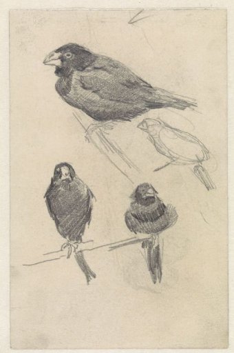 Study sheet with small birds