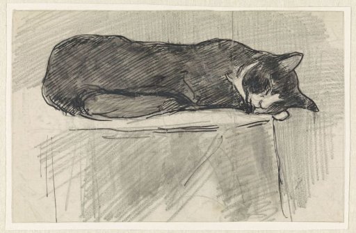 Sleeping cat