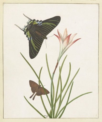 Two butterflies near a lily