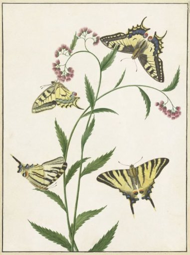 Four Butterflies on Flowers