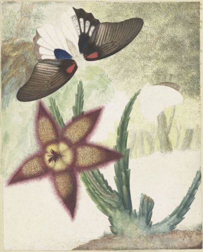 Two Butterflies and a Five-Petaled Yellow-Purple Flower