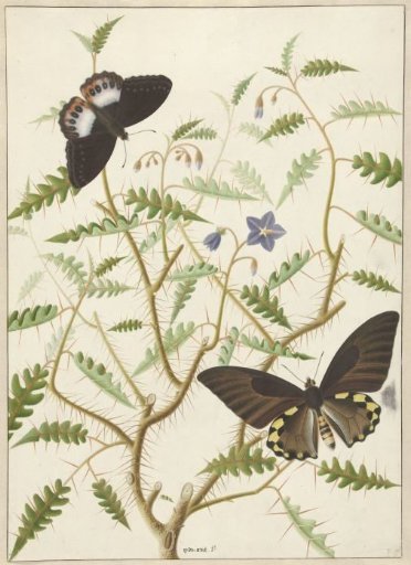 A blossoming bush with two butterflies