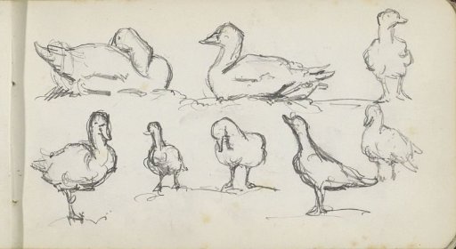 Study Sheet with Ducks